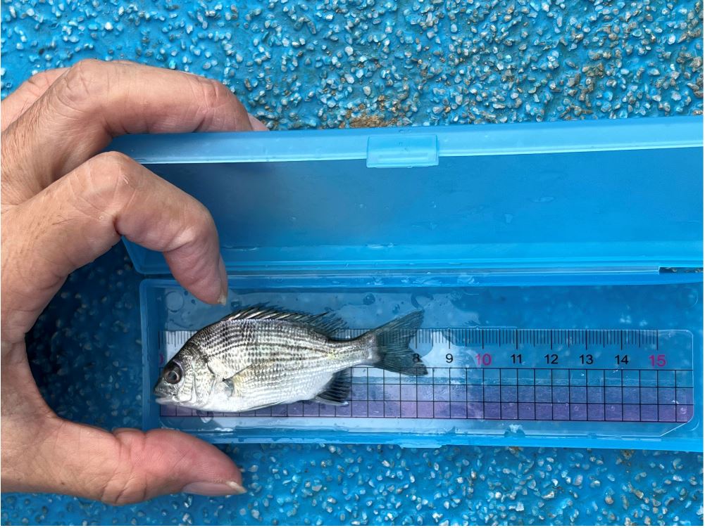 二○二三麥寮廠區附近海域魚苗放流活動紀要
