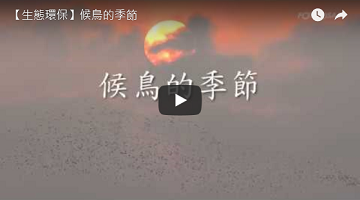 【生態環保】候鳥的季節 