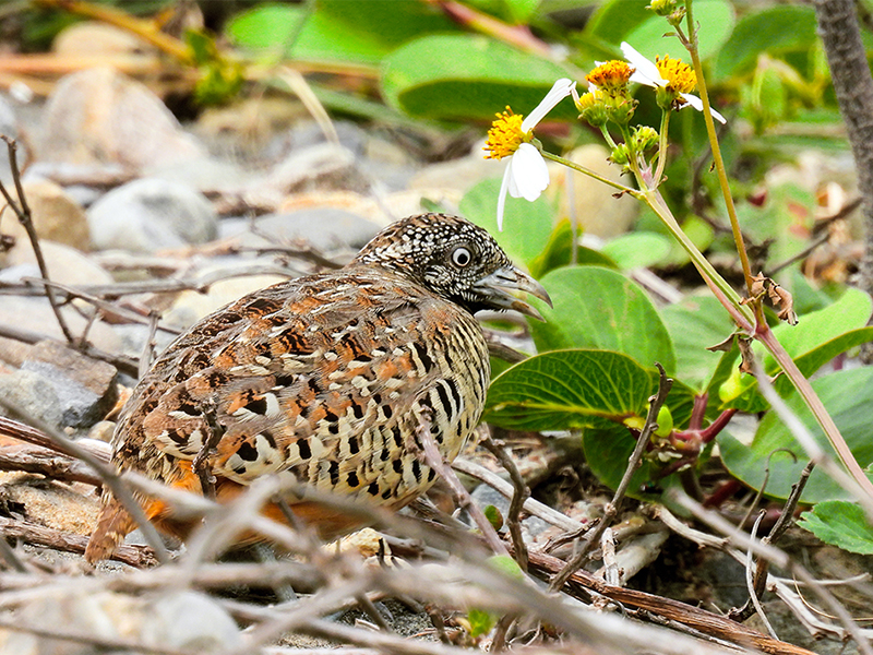bird2.jpg